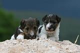 FOX TERRIER 701